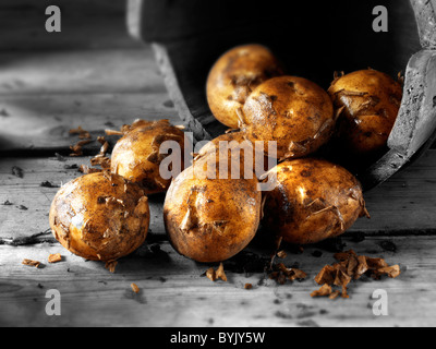 Frisch gegrabene neue Kartoffeln Stockfoto