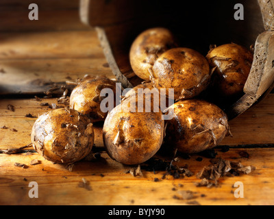 Frisch gegrabene neue Kartoffeln Stockfoto