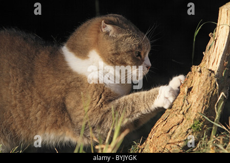 Hauskatze, Scottish Fold (Felis Silvestris Catus) schärfen ihre Krallen an einer gebrochenen Ast. Stockfoto