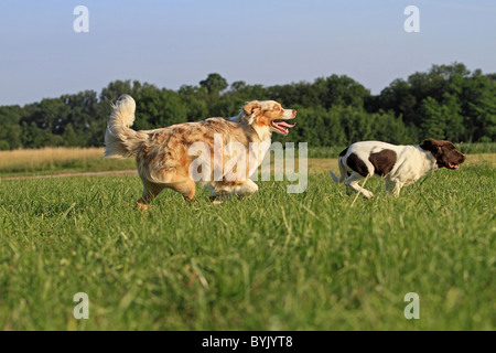 Australian Shepherd und kleines Munsterlander (Canis Lupus Familiaris) über eine Wiese laufen. Stockfoto