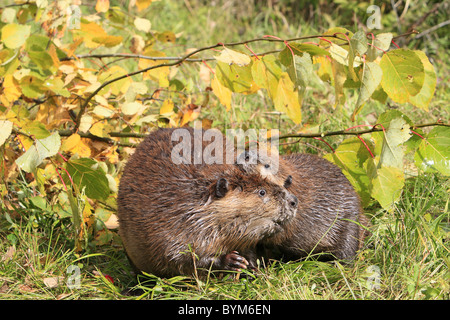 Amerikanischer Biber, kanadische Biber (Castor Canadensis), Erwachsenen- und einjährige Youngster auf einem Ufer, neben Niederlassungen. Stockfoto