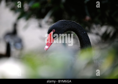 Porträt von einem schwarzen Schwan in einem Laub-Umfeld. Stockfoto