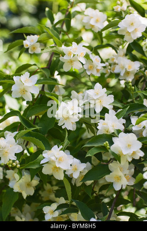 Weißen Jasminblüten im Sommer Garten, Nahaufnahme Stockfoto