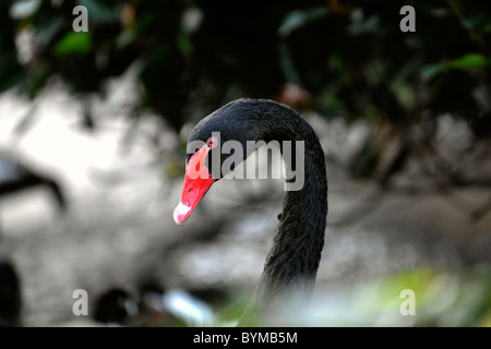 Porträt von einem schwarzen Schwan in einem Laub-Umfeld. Stockfoto