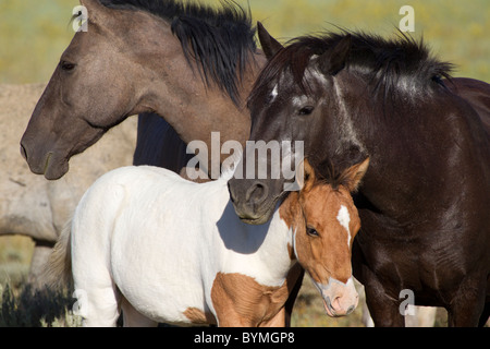 Eine Familie von Mustangs - Hengst, Stute und Fohlen Stockfoto