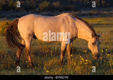 Leichte Buckskin Mustang Beweidung im späten Licht an Wildblumen Stockfoto