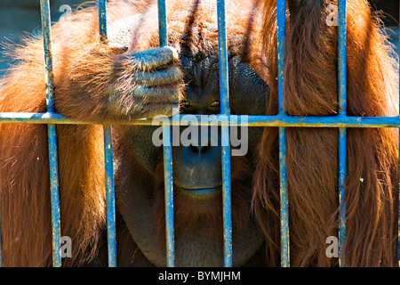 Männlichen Orang-Utan, Ponginae Pongo Zoo, Yogyakarta, Indonesien Stockfoto