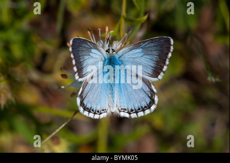 Kreide-Hügel blau (Lysandra Coridon) Stockfoto