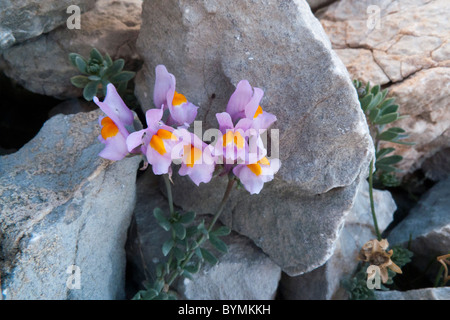 Alpen-Leinkraut (Linaria Alpina) Stockfoto