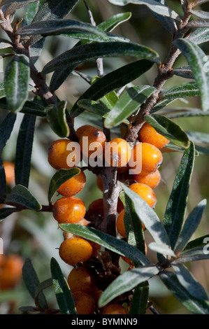 Sanddorn (Hippophae Rhamnoides), Beeren Stockfoto