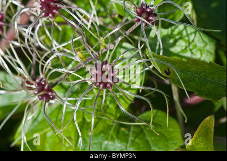 Traveller es Freude oder alten Mannes Bart (Clematis Vitalba), Samen Köpfe Stockfoto