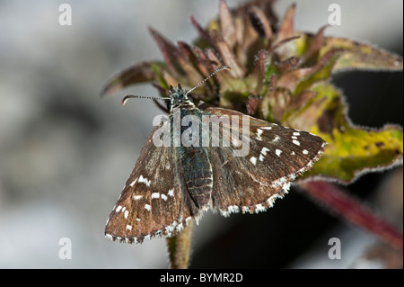 Oberthur des ergrauten Skipper (Pyrgus Armoricanus) Stockfoto