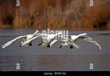 Drei Schwäne im Formationsflug Display Stockfoto