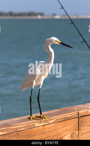 Snowy Reiher auf Angeln Pier Sanibel Island, Florida Stockfoto