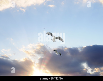 Zwei Möwen fliegen im Himmel Stockfoto