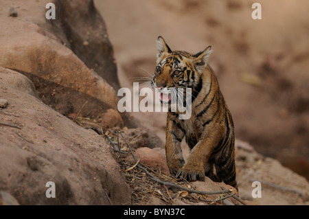 5 Monate alte Bengal Tiger Cub knurrend an Touristenfahrzeuge am Rande eine Wasserstelle in Bandhavgarh Tiger Reserve, Indien Stockfoto