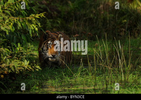 Erwachsenen Bewohner Zucht weiblichen Bengal Tiger mit Spot-light Gesicht in einem kleinen Bach in Bandhavgarh Tiger Reserve, Indien Stockfoto