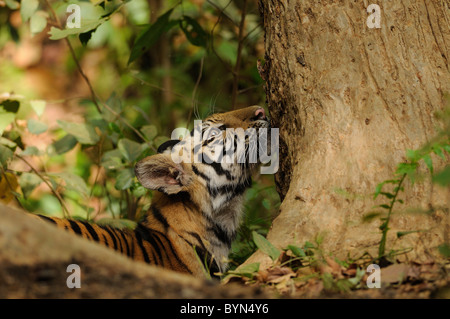 6 Monate alte männliche Bengal Tiger Cub riechen einen Baum in Bandhavgarh Tiger Reserve, Indien Stockfoto