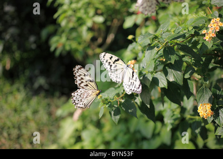 Reispapier Schmetterlinge auf Lantana Stockfoto