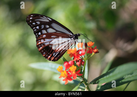 Chestnut Tiger auf Schmetterling Unkraut Stockfoto