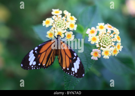 Gemeinsame Tiger auf Lantana Blüten Stockfoto