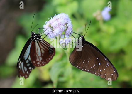 Zwei Kastanien Tiger Schmetterlinge Stockfoto