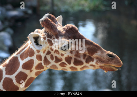 Giraffe Stockfoto