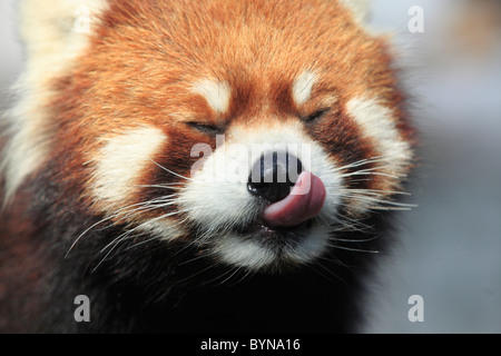 Kleinere panda Stockfoto