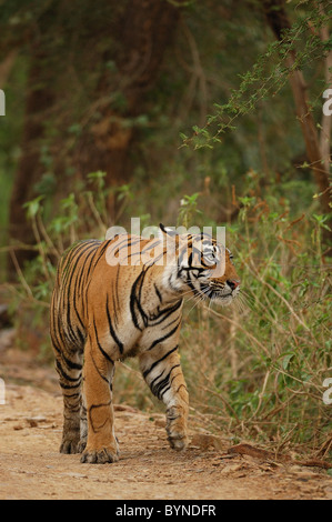 2-Year-Old weiblichen Bengal Tiger zu Fuß auf einem Waldweg mit einer erhöhten Pfote, beobachten einen Vogel in Ranthambhore Tiger Reserve, Indien Stockfoto