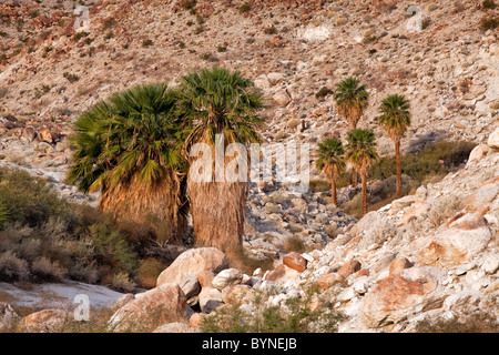 California Fächerpalme (Washingtonia Filifera) Anza-Borrego Desert State Park, Kalifornien, USA Stockfoto