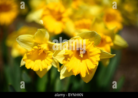 Narzisse Blumen Stockfoto