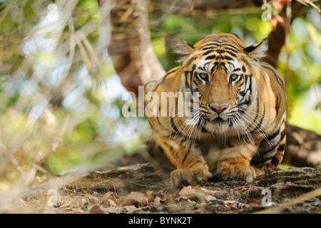3,5 Jahre alten weiblichen Bengal Tiger hockte, straff und gerade auf von oben auf einem Felsen auf Augenhöhe in Bandhavgarh Tiger Reserve Stockfoto