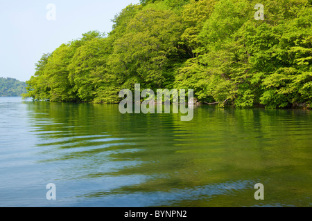 See Towada Water Tree Forest Stockfoto