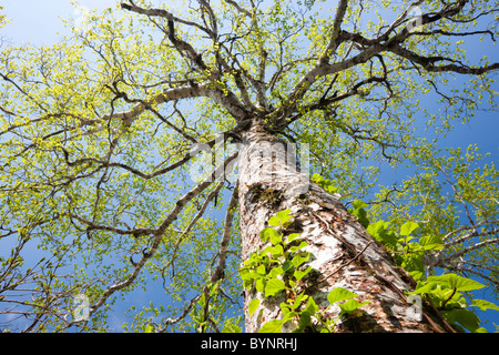 Silver Birch Tree einzelnen Objekt Low Angle View Stockfoto