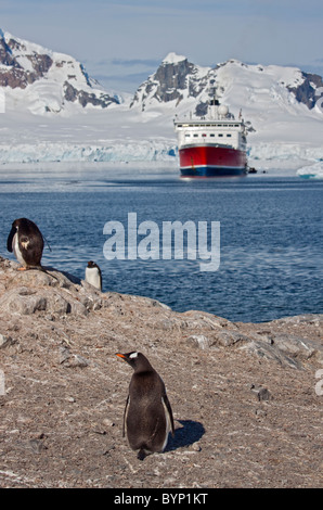 Gentoo Penguins (Pygoscelis Papua) am Strand mit der MS Expedition, González Videla chilenische Antarktis Basis, Antarktis Stockfoto