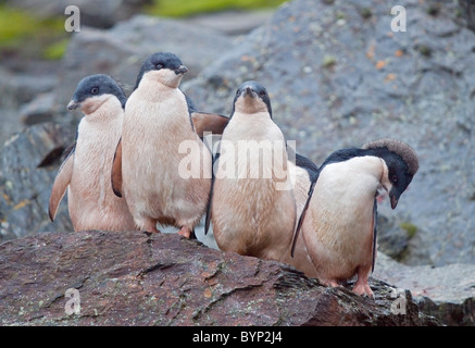 Adelie Pinguinküken (Pygoscelis Adeliae), Schindel Bucht, Coronation Island, South Orkneys Stockfoto