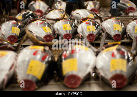 Bei Fischauktion Markt Tsukiji ist Thunfisch in der Mitte eines großen Raumes für die Käufer, die Fische zu überprüfen angezeigt. Stockfoto