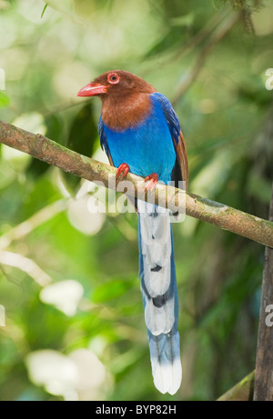 Sri Lanka blaue Elster (Urocissa Ornata) bedrohte, Sinharaja Reserve, Sri Lanka ENDEMISCH Stockfoto