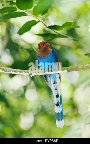 Sri Lanka blaue Elster (Urocissa Ornata) bedrohte, Sinharaja Reserve, Sri Lanka ENDEMISCH Stockfoto