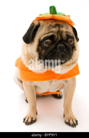 Mops in Orange Kürbis Kostüm auf weißem Hintergrund. Stockfoto