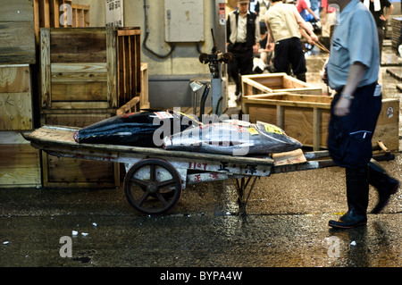 Japanische mich immer bereit für Thunfisch Auktion im Tsukiji Fischmarkt. Stockfoto