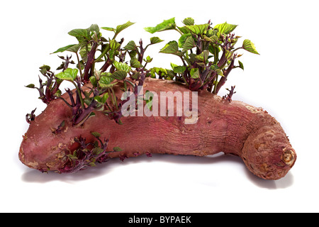 wachsende Süßkartoffel-grüne Blätter Stockfoto