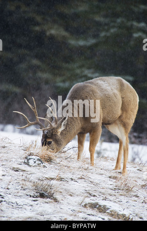 Ein Erwachsener Maultierhirsche buck auf Nahrungssuche an einem Hang in den weich fallenden Schnee. Stockfoto