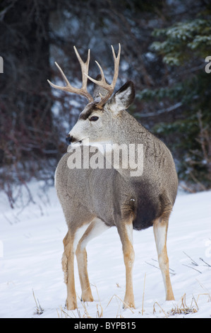 Eine vertikale Porträt ein Mule Deer Bock stehend in leicht fallenden Schnee. Stockfoto