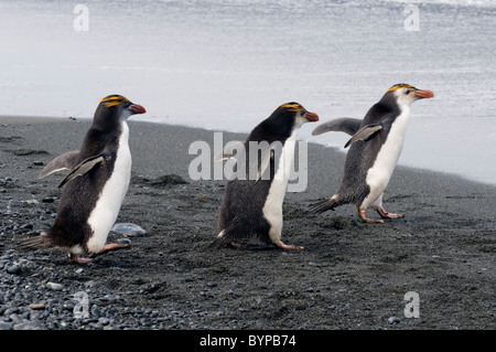 Königlichen Pinguine in Sandy Bay auf Macquarie Island, Australien Stockfoto