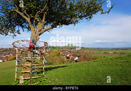 Der Heilige Dornenbaum auf Wearyall Hill mit Glastonbury Tor in der Ferne, Glastonbury, Somerset, England Stockfoto