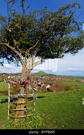 Der Heilige Dornenbaum auf Wearyall Hill mit Glastonbury Tor in der Ferne, Glastonbury, Somerset, England Stockfoto