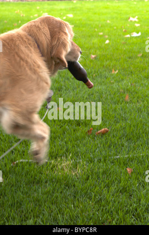 Golden Retriever mit Weinflasche Spielzeug Stockfoto