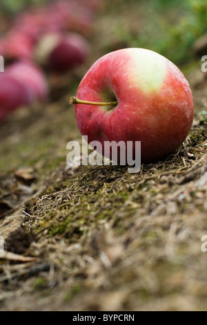 Äpfel vom Baum in einem Obstgarten gefallen Stockfoto