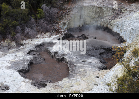 Des Teufels Tinte Töpfe, kochendem Schlamm Funktionen in Wai-o-Tapu geothermal Gegend in Neuseeland Stockfoto